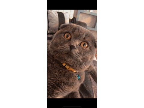 2 yaşında güzel ırk damızlık scottish fold