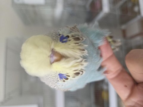 Vasif soy kan hattı hepsi bir arada uysal kuşlar