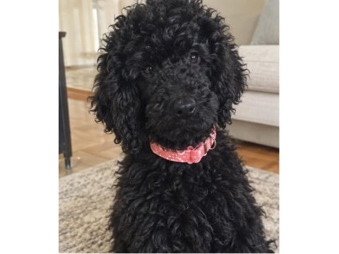 3 aylık dev poodle (royal poodle)