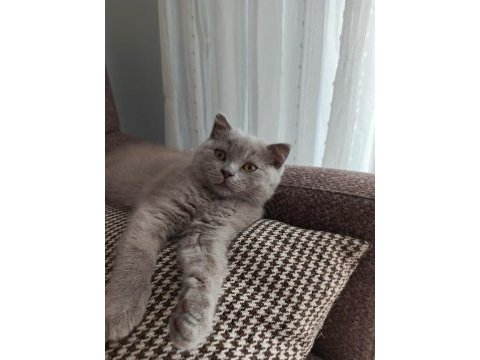 British shorthair yavrular