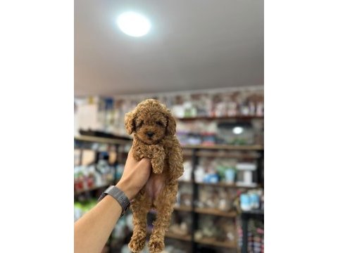 Kıvırcık poodle şirinler sizlerle