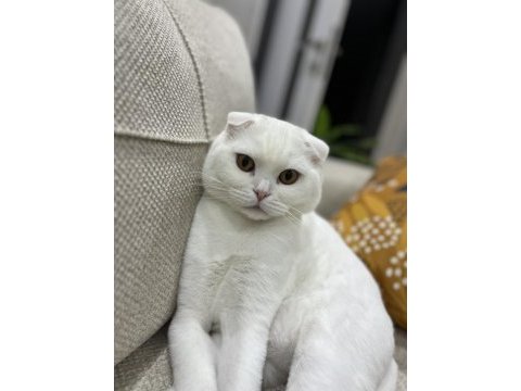 2 yaşında scottish fold oğlum