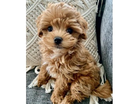 Maltipoo yavrumuz kg garantili