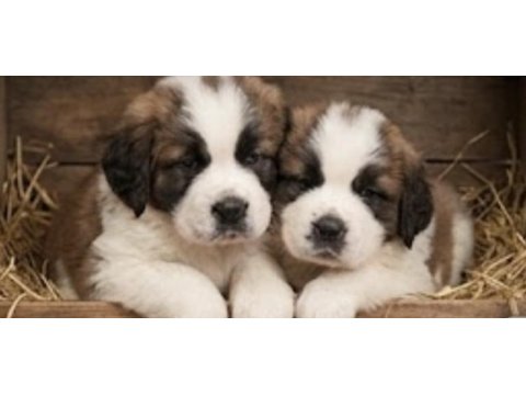 Sevgi dolu saint bernard yavruları yeni yuvalarını arıyor