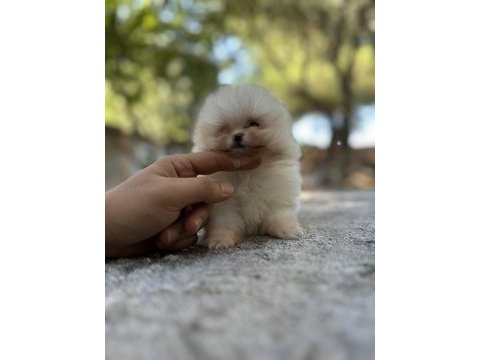 Sağlık ve ırk garantili pomeranian boo yavrularımız