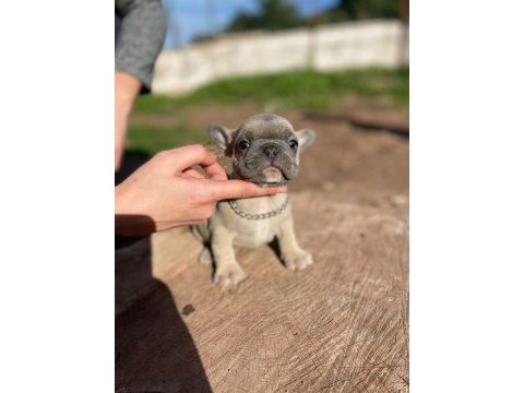 French bulldog tosuncuklar yeni ailelerini bekliyor
