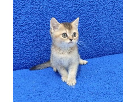 Golden bebek yavrumuz yeni yuvasını arıyor