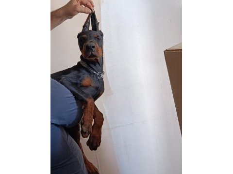 A scr doberman yavruları