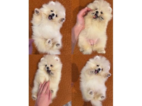 Pomeranian boo yavrularımız mevcut