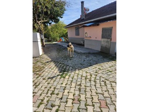 Hakiki saf kangal erkek