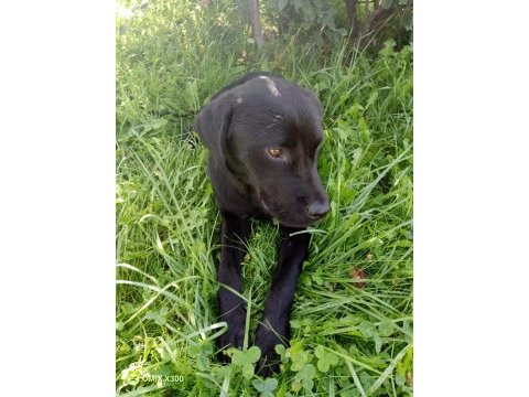 5-6 aylık labrador ücretsiz sahiplendirme