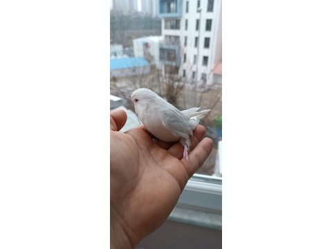Ücretsiz sahiplendirilecek beyaz kırmızı göz lutino muhabbet