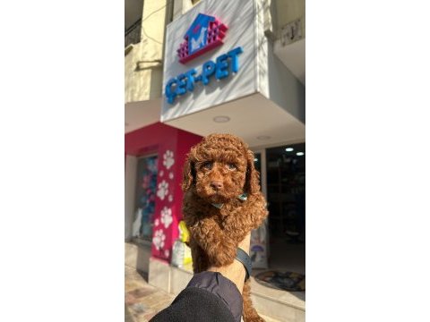 Red brown toy poodle ırk ve sağlık garantili yavrular