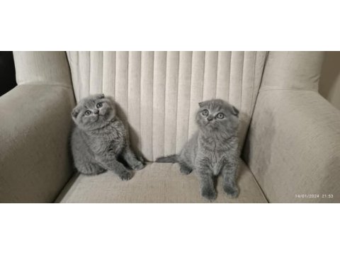İnsan canlısı scottish fold bebekler