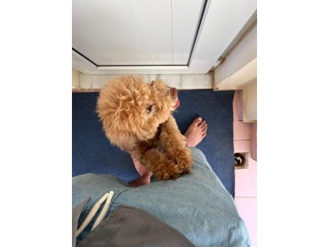 Acil cipli 8 aylık poodle