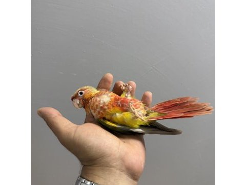Mutasyon bebek pıneapple konur