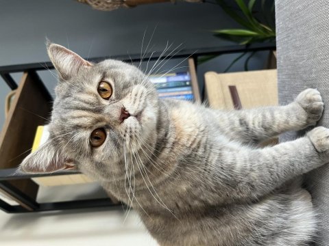 Tekirdağ british shorthair kedisi