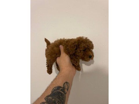 Toy poodle