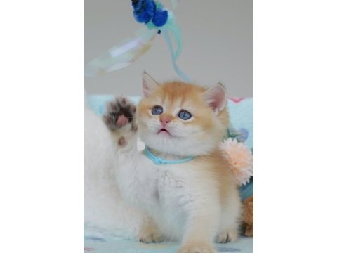 Altın parıltısı golden british shorthair 