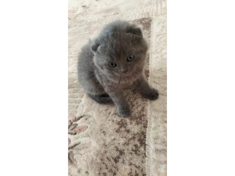British shorthair ve scottish fold