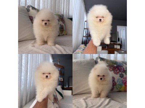 Pomeranian boo yavruları hepsi sağlıklı