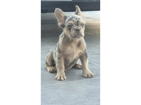 French bulldog erkek yavrumuz
