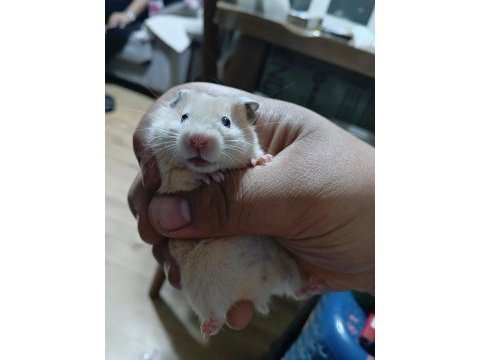 Ele alışık hamster yavrular