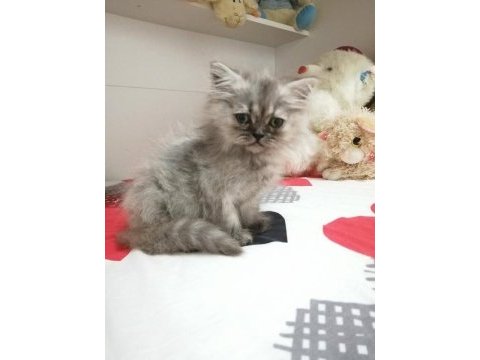 Oyuncu minik scottish fold yavrularımıza sıcak yuva arıyoruz