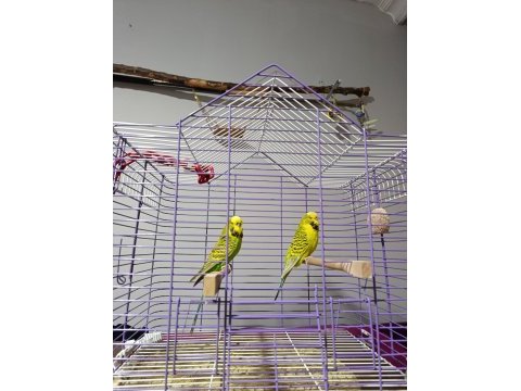 Jumbo muhabbet kuşu çift