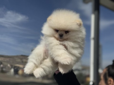 Çok özel tea cup pomeranian yavrular ziyarete açık