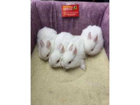 Cüce netherland dwarf tavşan yavrularımız
