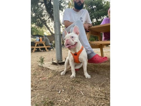 Full beyaz mavi göz pembe burun french bulldog