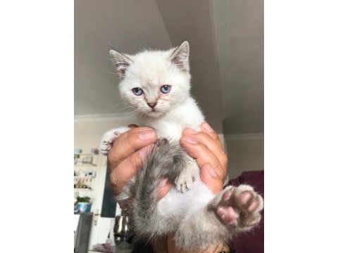 Scottish fold izmir