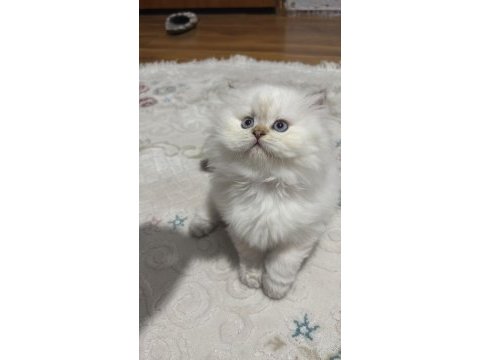 2 aylık british longhair yavrum