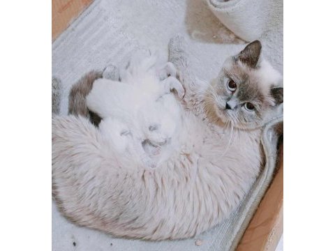 Toplu olarak anne ve yavru kediler