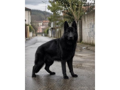 Safkan siyah alman çoban köpeği