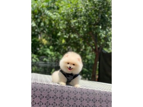 Pomeranian boo safkan ayı surat bebeklerim