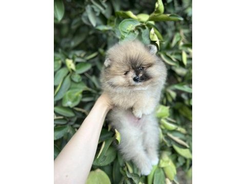 Merle pomeranian boo