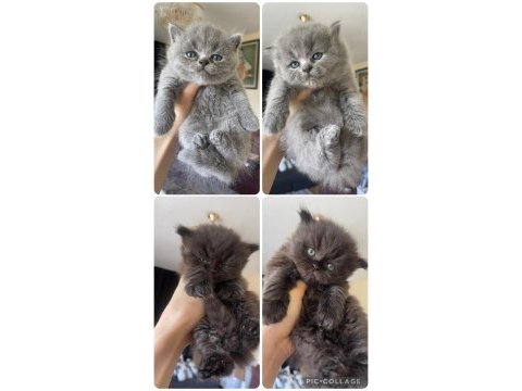 Safkan british longhair yavrularım