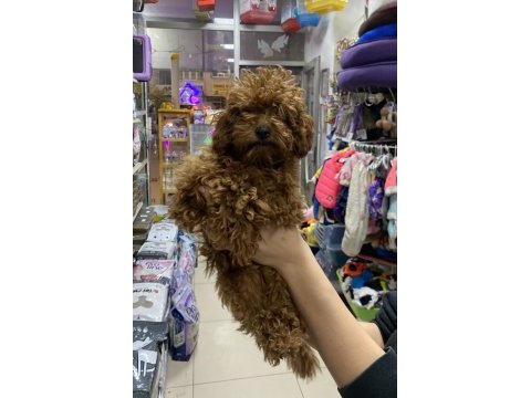 İstediğiniz boy toypodell yavrularımız 