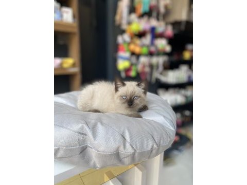 En uygunu en güzeli british shorthair