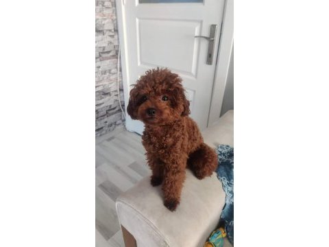 Orjinal toy poodle