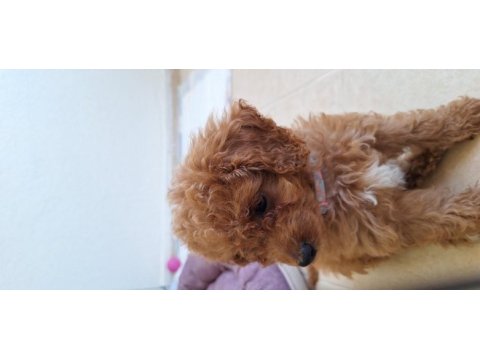 Toy poodle 2 aylık dişi