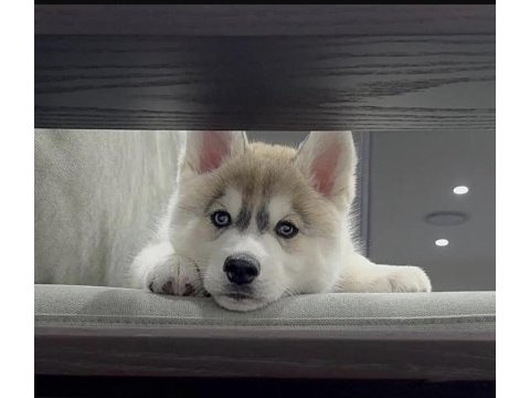 Sibirya kurdu (husky) köpeğimiz