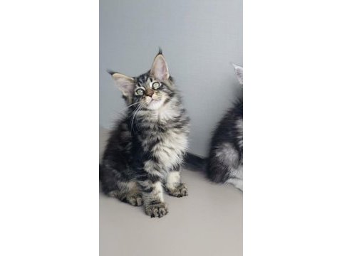 Son kalan xxl mainr coon değerinin altında verilecek 