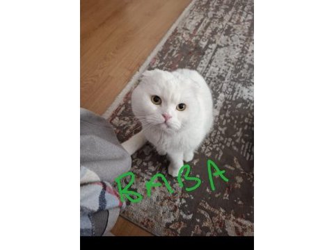 Scottish fold ve straight longhair yavrular