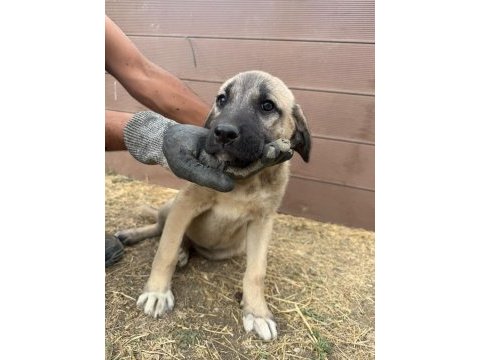 Orjinal kangal yavruları dişi erkek