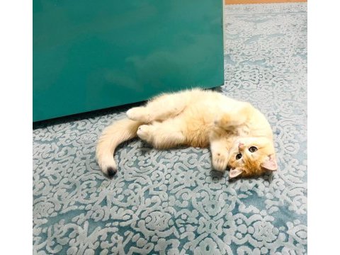 British golden shorthair ny12 kızım