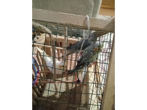 Yavru yeme düşmüş sultan papağanı yer antalya kaş