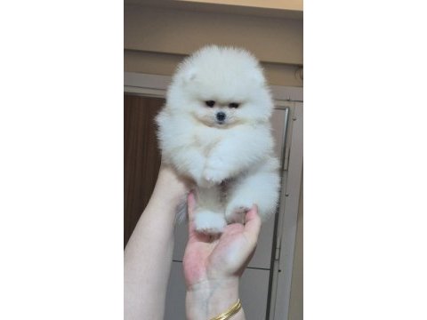 Mini boy orijinal ırk pomeranian boo dişi